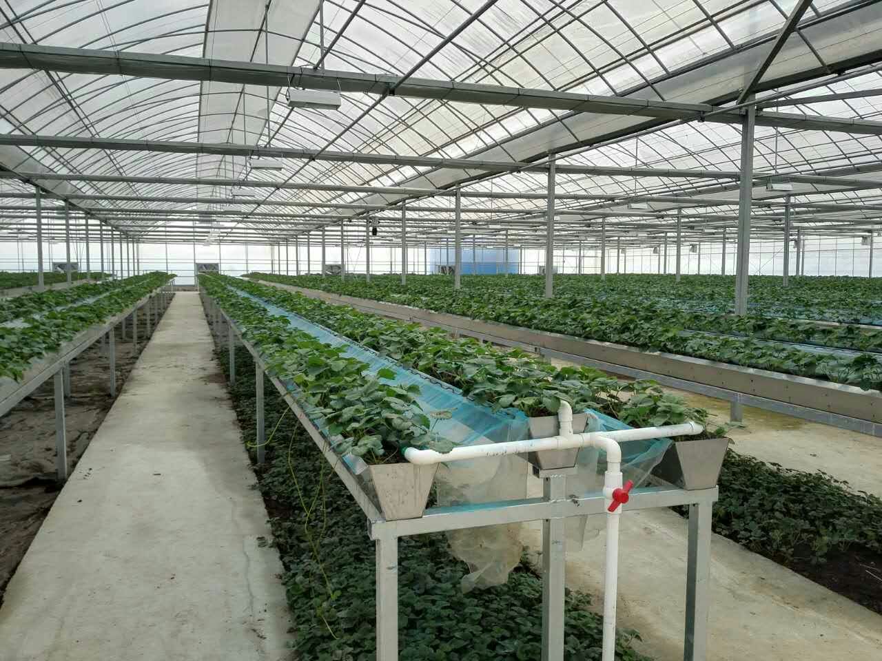 长丰草莓三新技术示范园