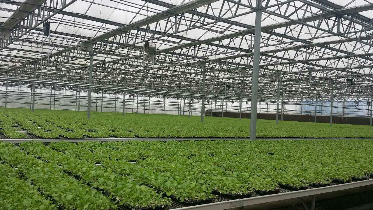 和县台创园嘉年华玻璃温室