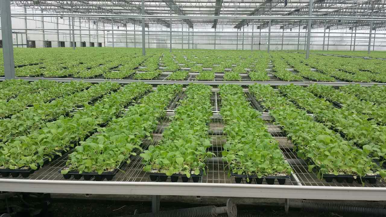 和县台创园嘉年华玻璃温室